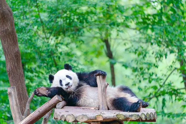 Chengdu