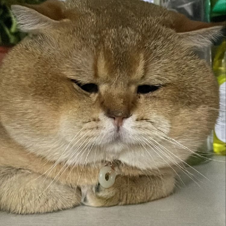 爱的寻觅