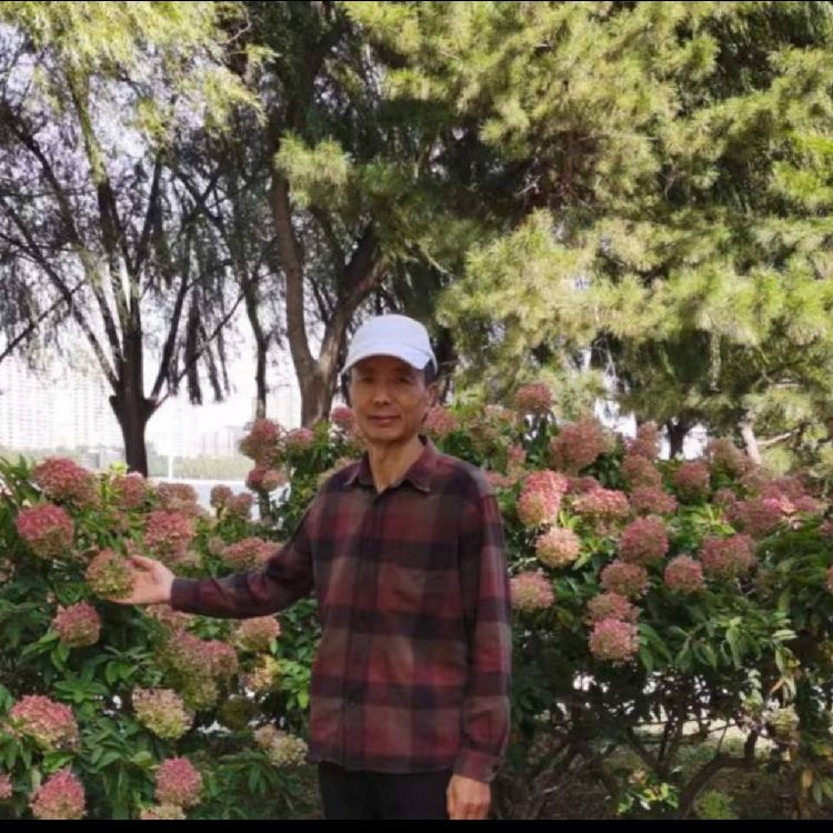 残破的羽翼