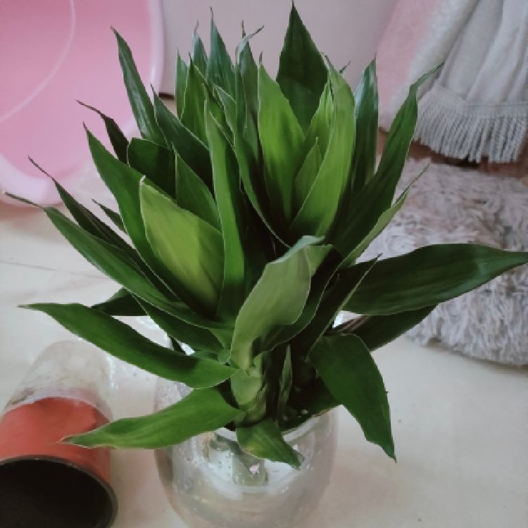 花花3