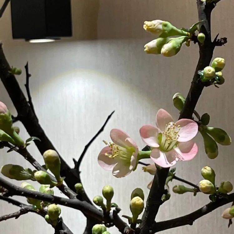 梅花傲骨